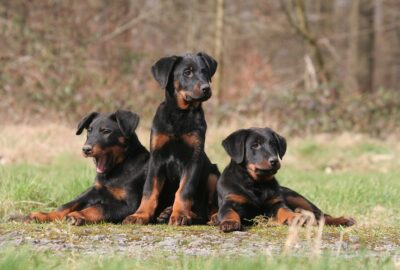 le beauceron