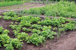 Jardin communautaire ou partagé pour passionné du jardinage