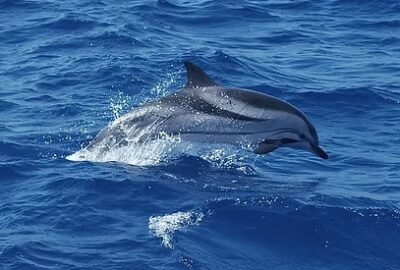 excursion dauphin Martinique