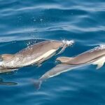 sortie dauphin Martinique