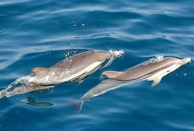 sortie dauphin Martinique